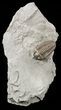 Nice, Prone Flexicalymene Trilobite - Ohio #57824-1